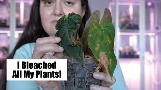 I Accidentally Bleached All 600 of My Houseplants!