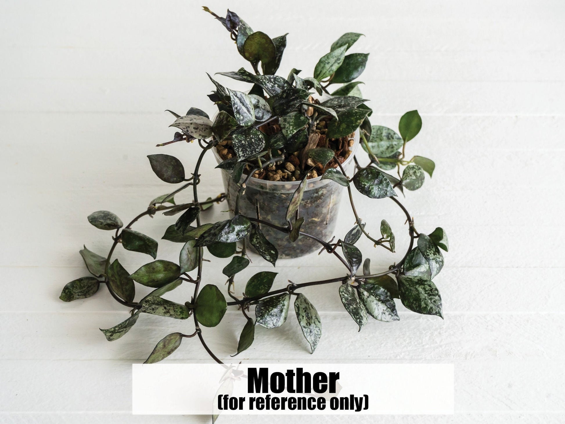 Hoya Krohniana 'Super Silver Black' | 2-Inch