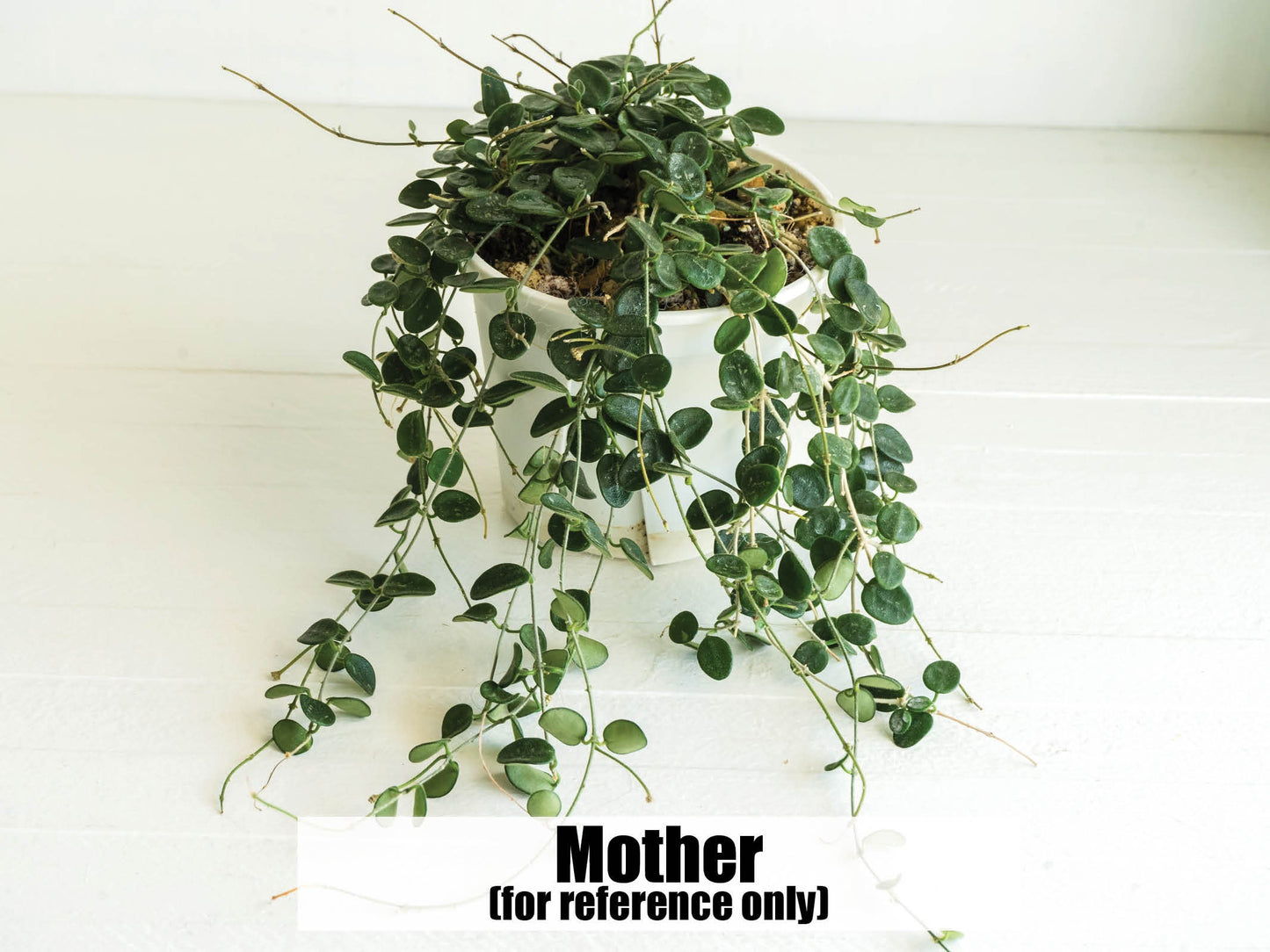 Hoya serpens | Large 2-Inch