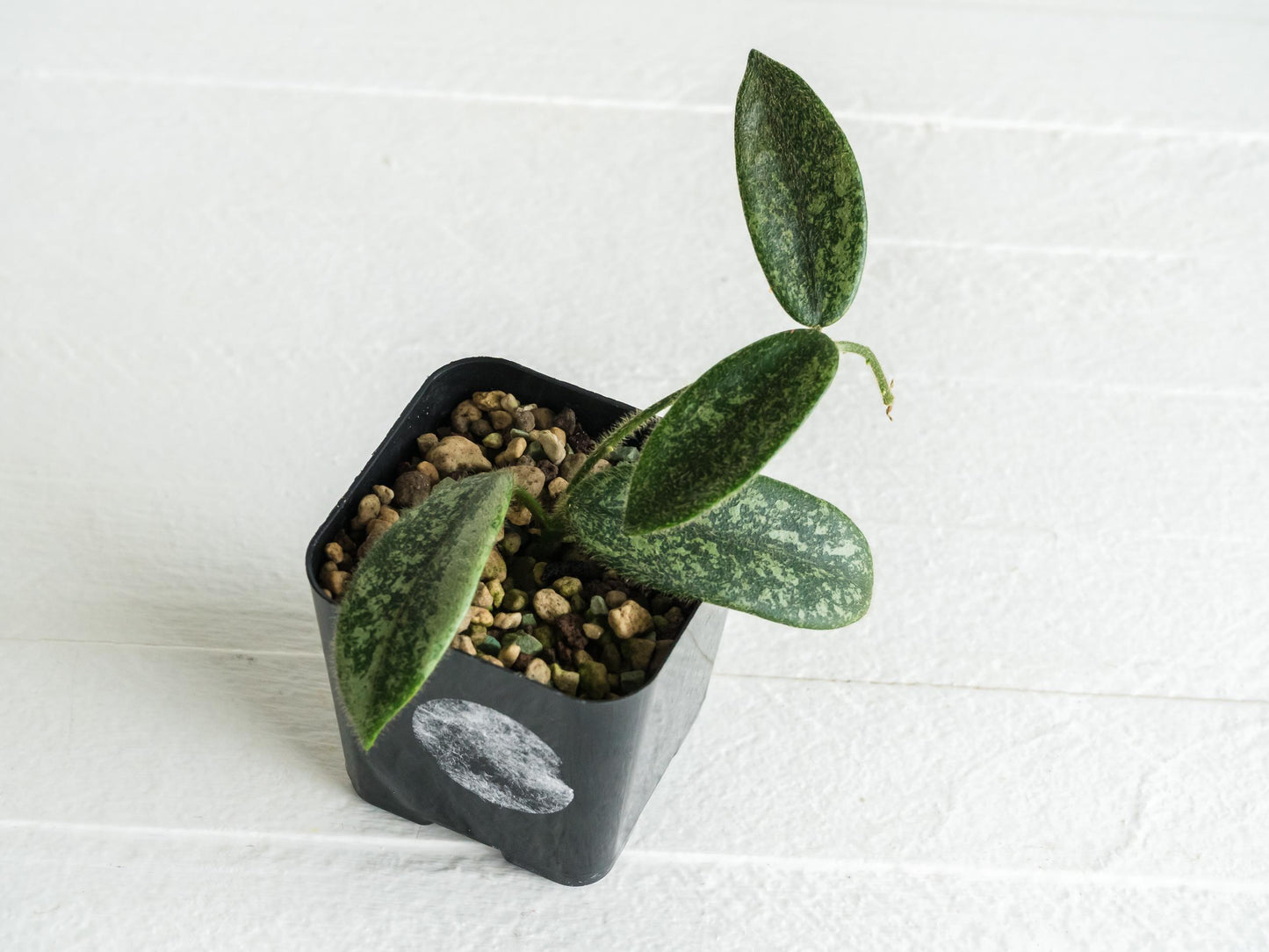 Hoya thomsonii (Splash with Pink Flowers) | 2-Inch