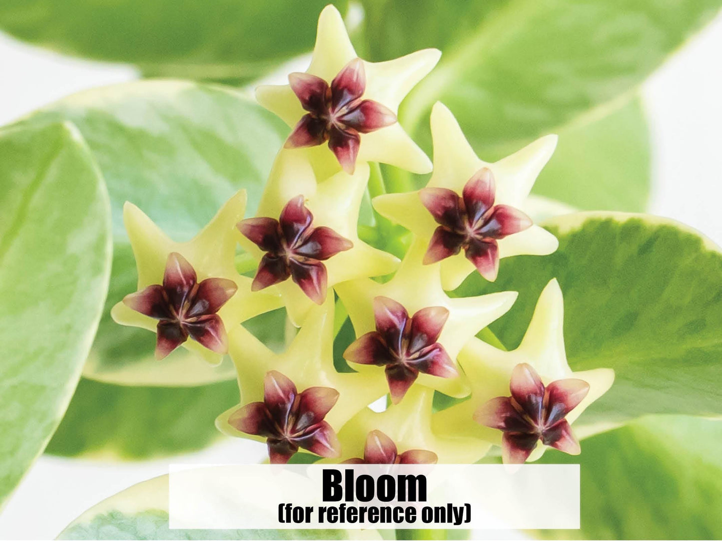 Hoya cumingiana (Albo | Outer Variegated) | 3-Inch