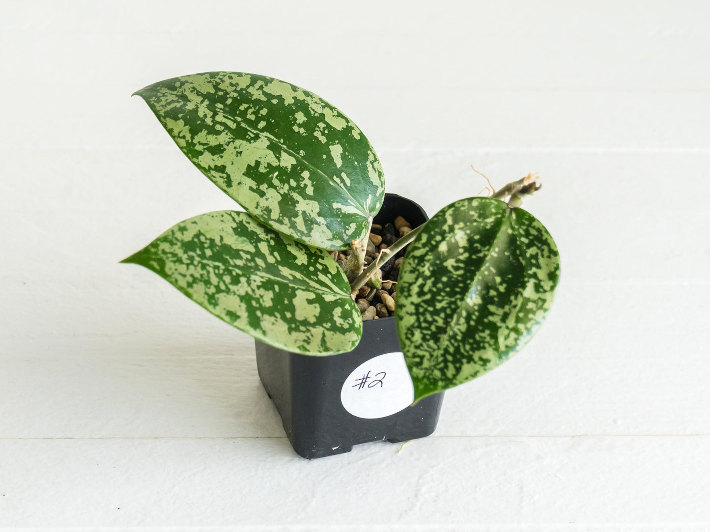 Hoya verticillata (EPC-997) | 2-Inch