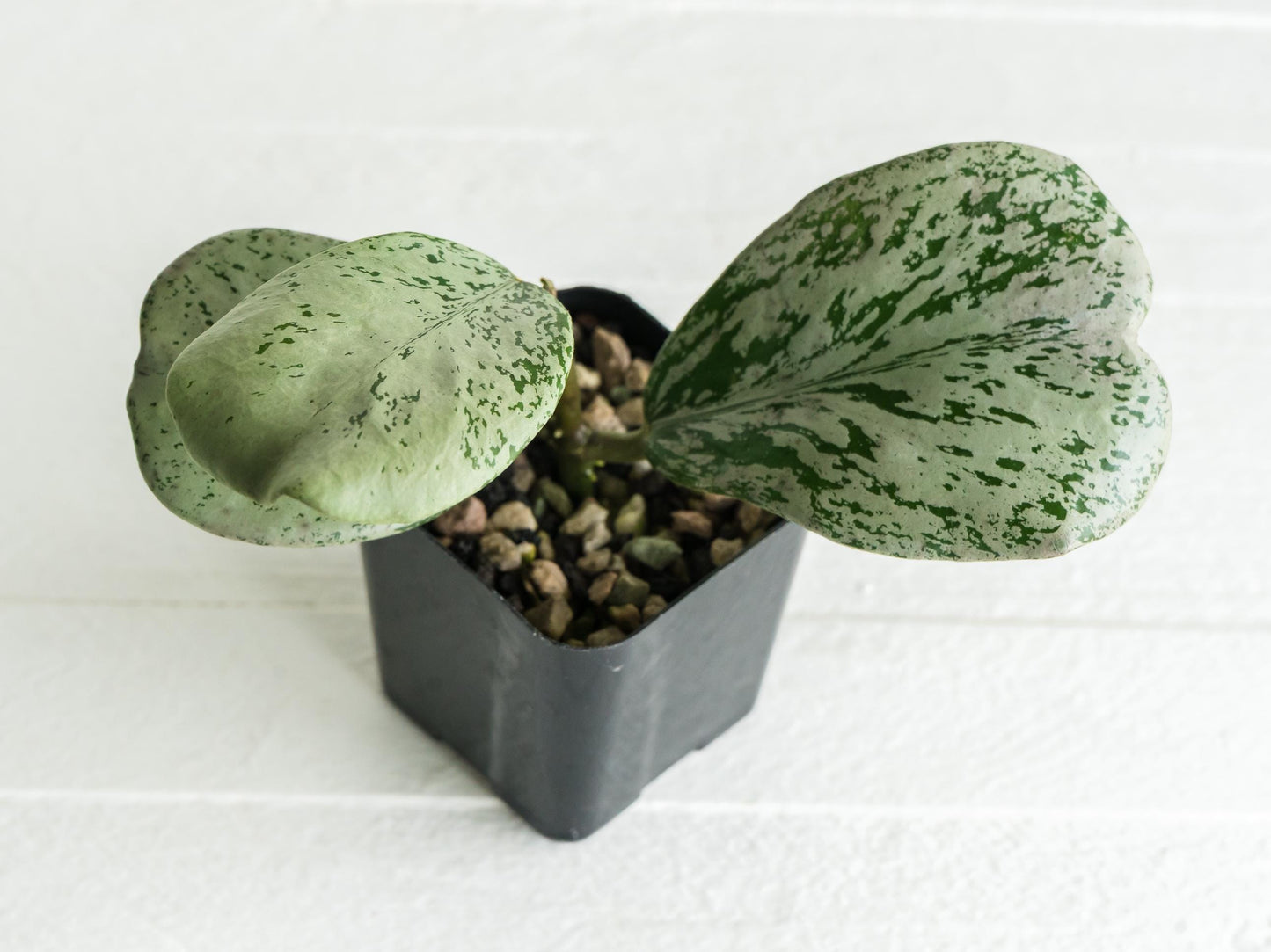 Hoya chiang dao (Silver) | 2-Inch