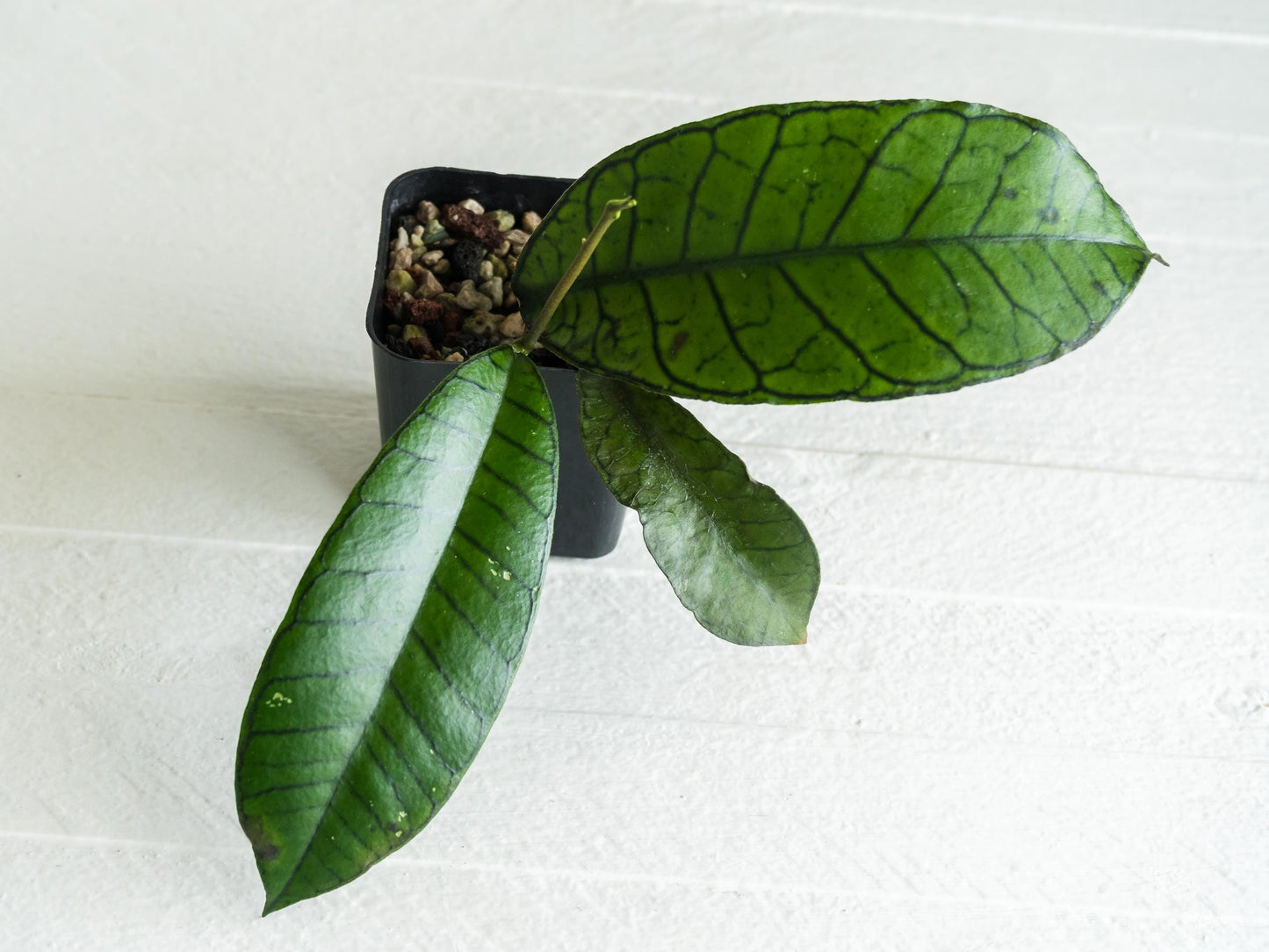 Hoya gunung gading | 2-Inch