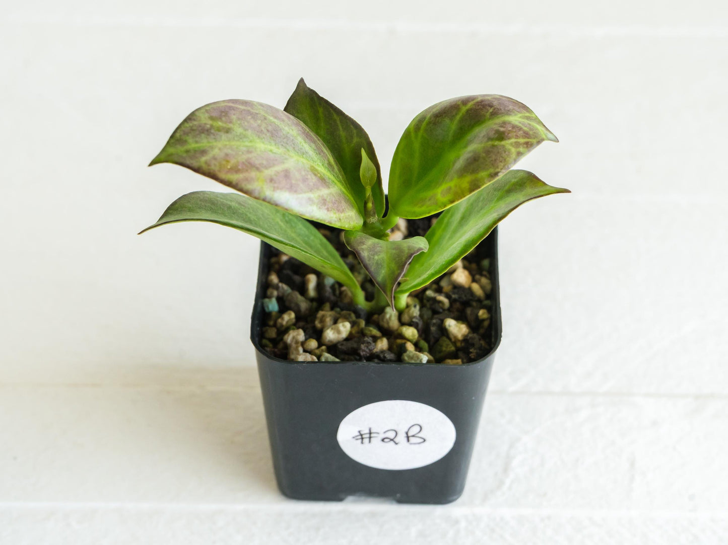 Hoya obscura (Silver) | 2-Inch