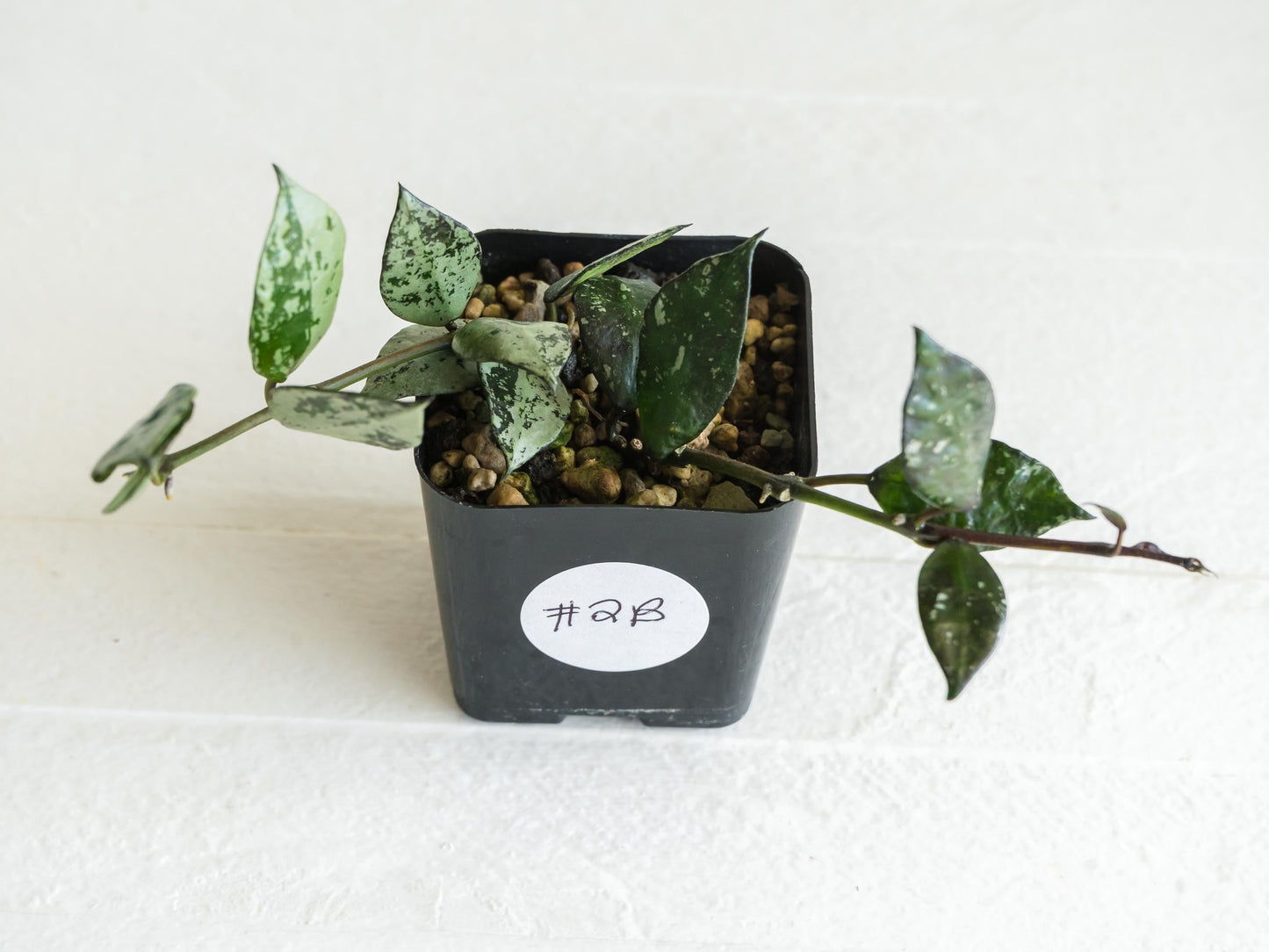 Hoya krohniana 'Super Silver Black' | 2-Inch