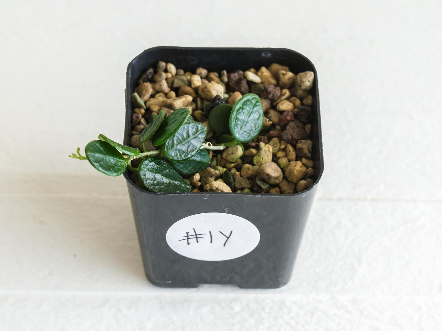 Hoya tengchongensis | 2-Inch