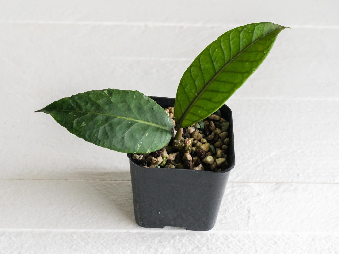 Hoya aceh ‘Dragon Egg’ | 2-Inch
