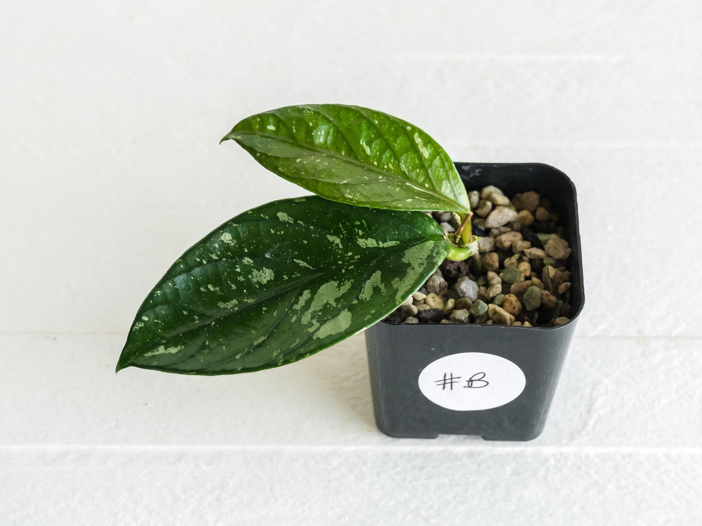 Hoya lai chau Splash | 2-Inch