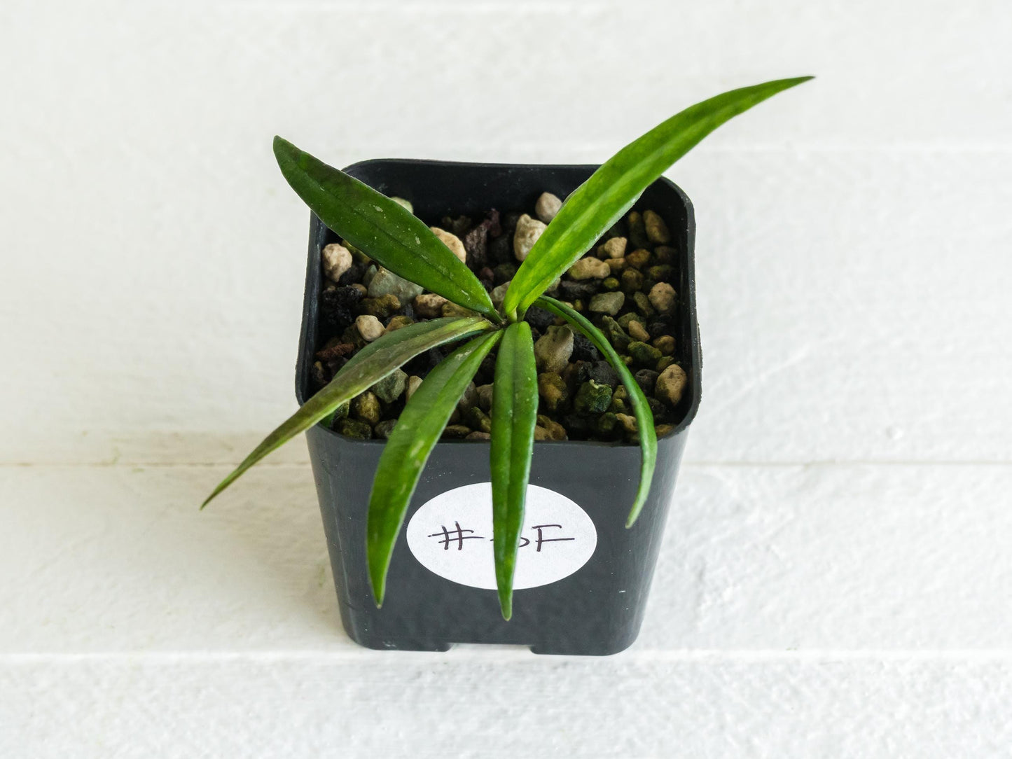 Hoya pauciflora | 2-Inch