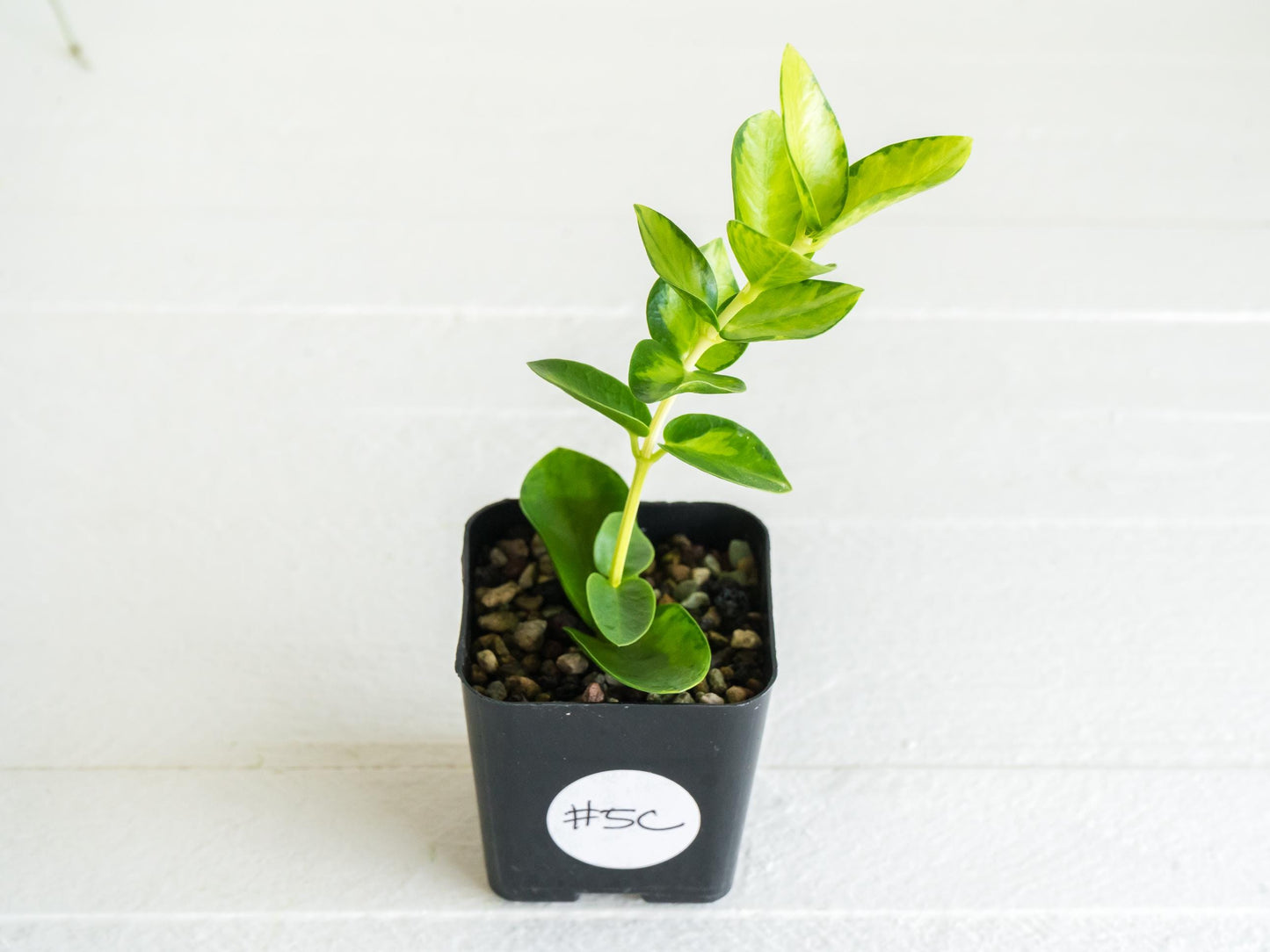 Hoya cumingiana (Inner Variegated) | 2-Inch