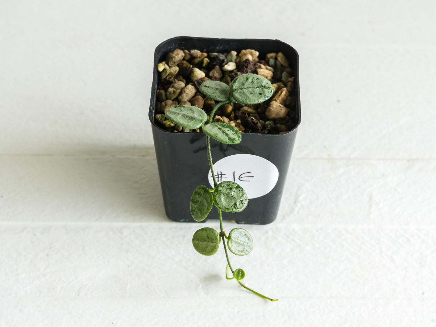 Hoya serpens (Silver) | 2-Inch