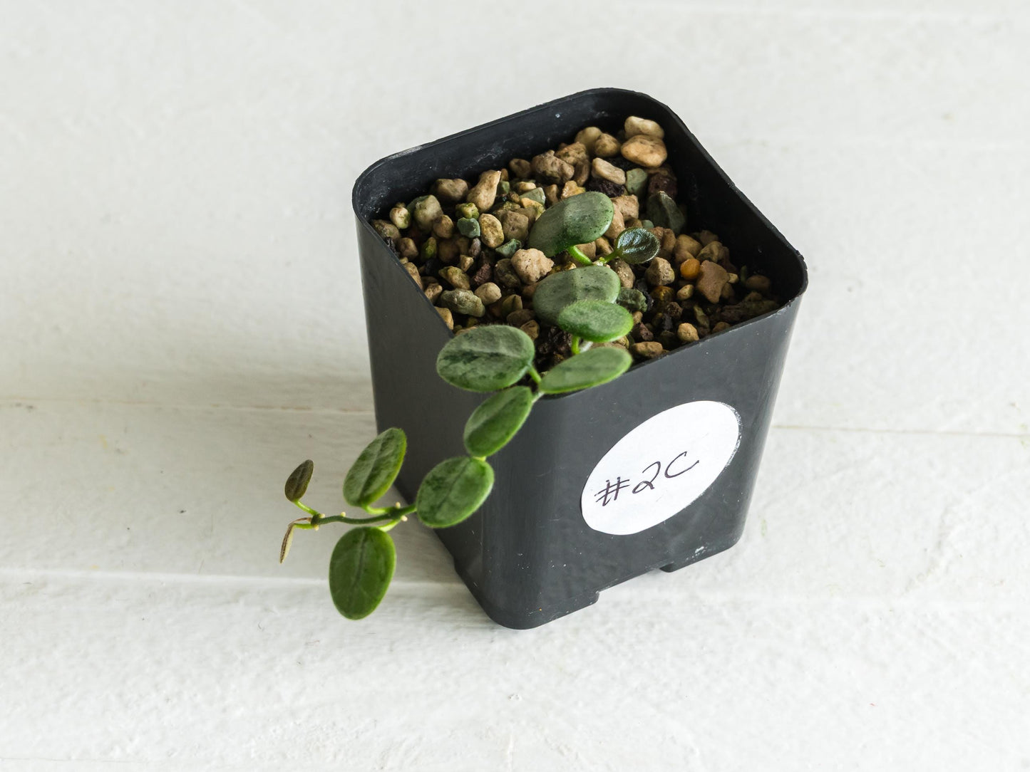 Hoya serpens (Silver) | 2-Inch