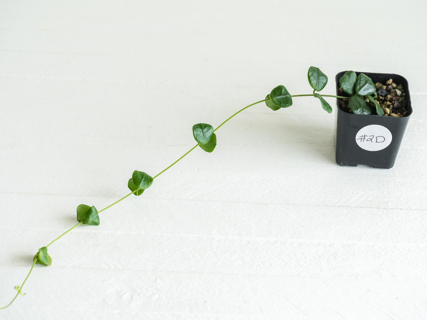 Hoya obcordata | 2-Inch