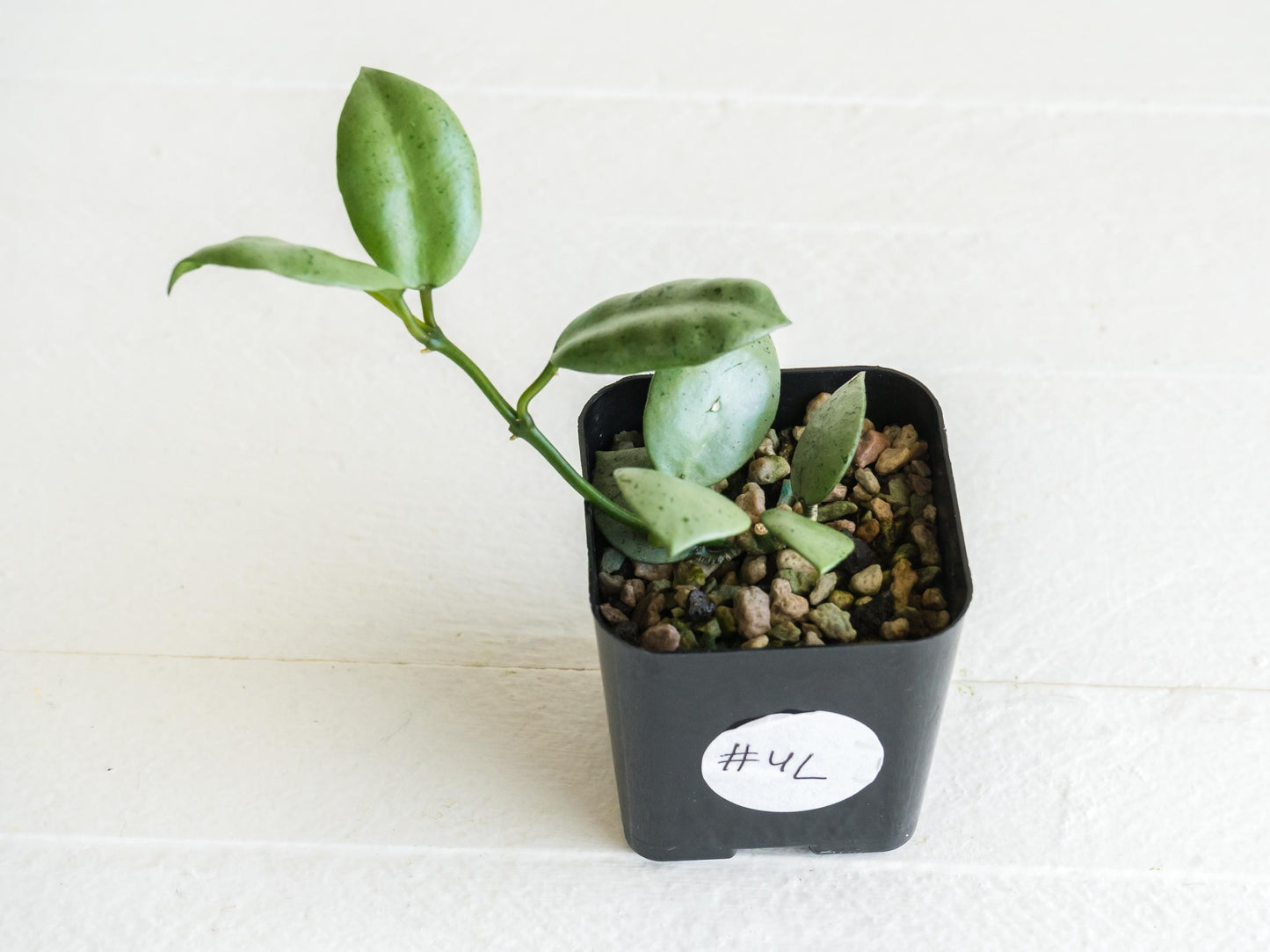 Hoya lacunosa 'Silver Mint Coin' | 2-Inch