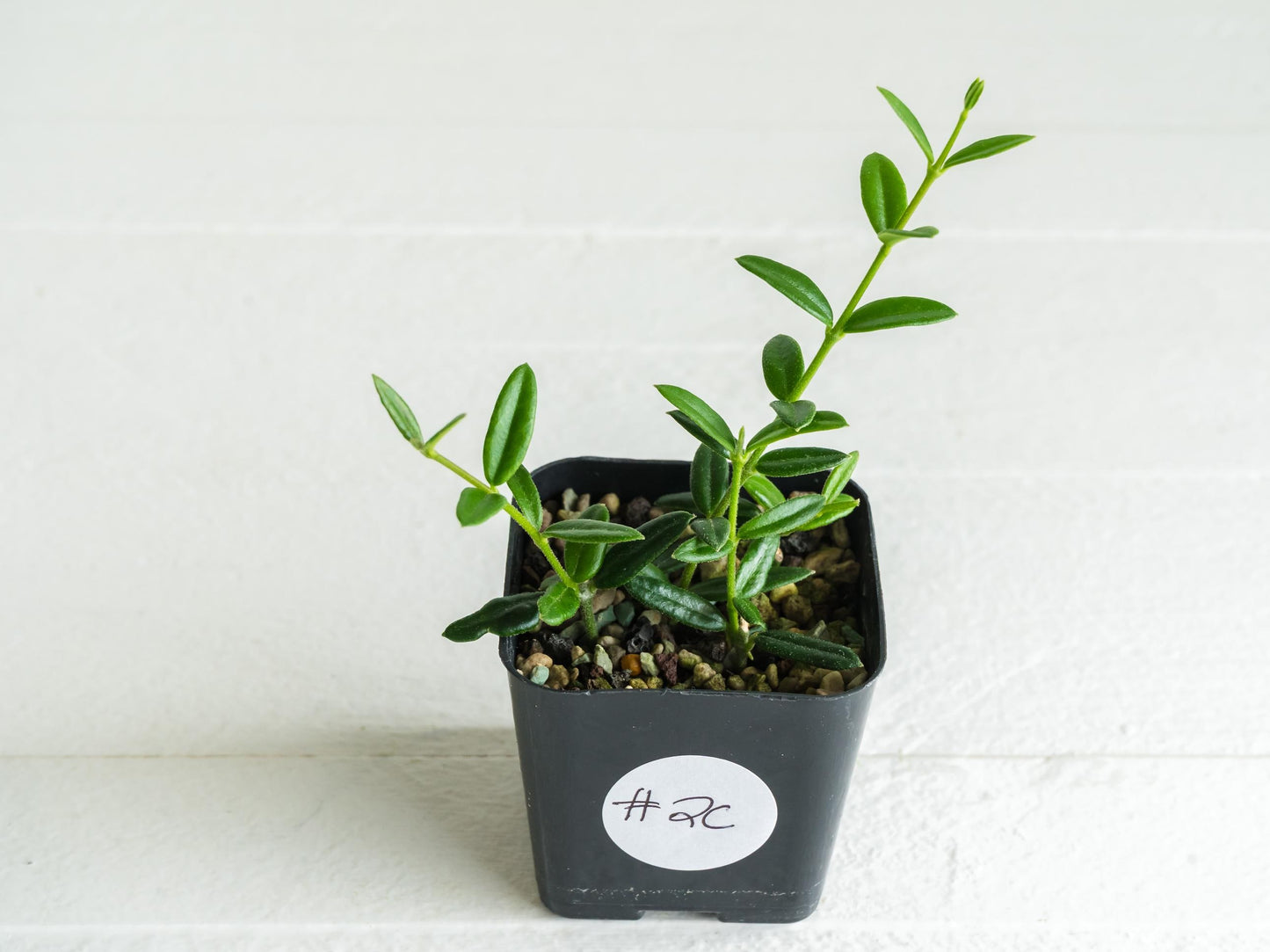 Hoya engleriana (Vietnam) | 2-Inch