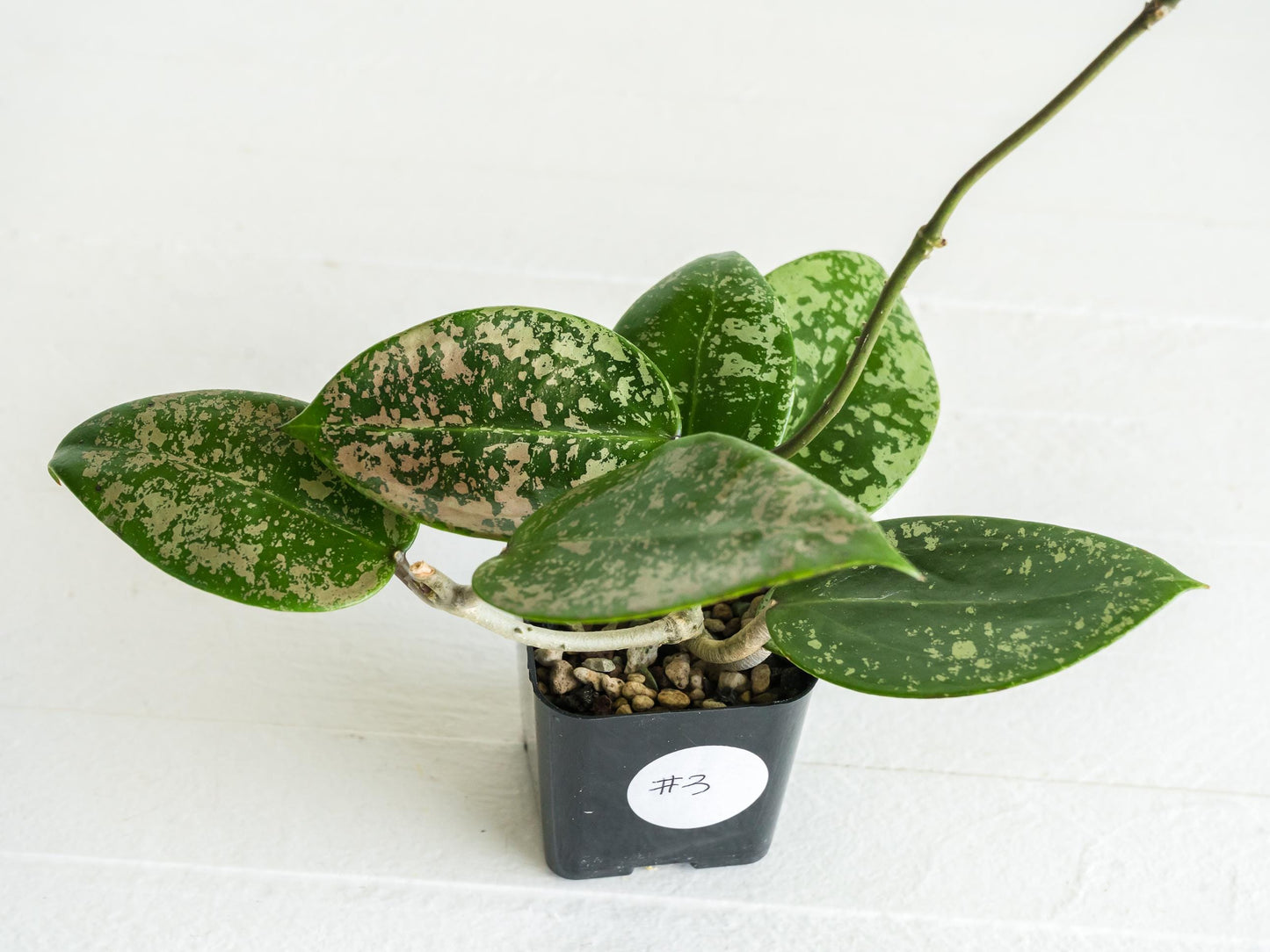 Hoya verticillata (EPC-997) | 2-Inch