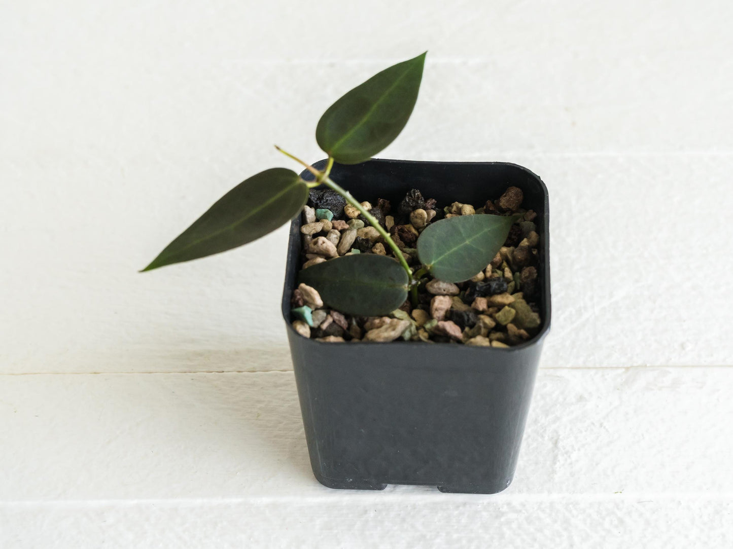 Hoya carrii (NS13-064) | 2-Inch