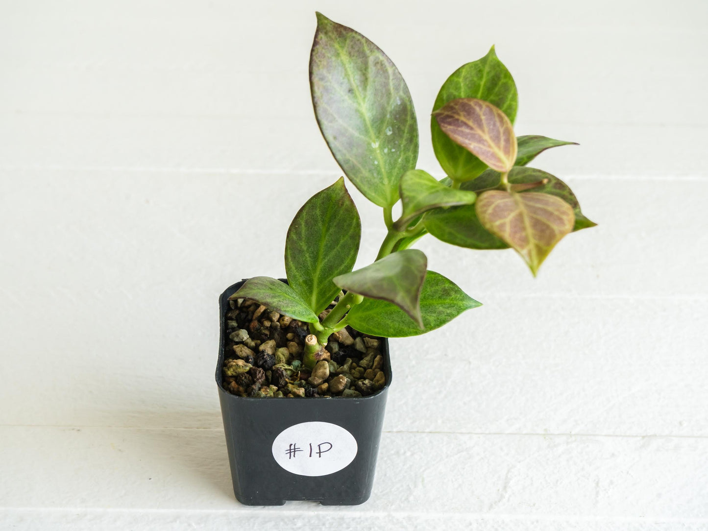 Hoya obscura (Silver) | 2-Inch
