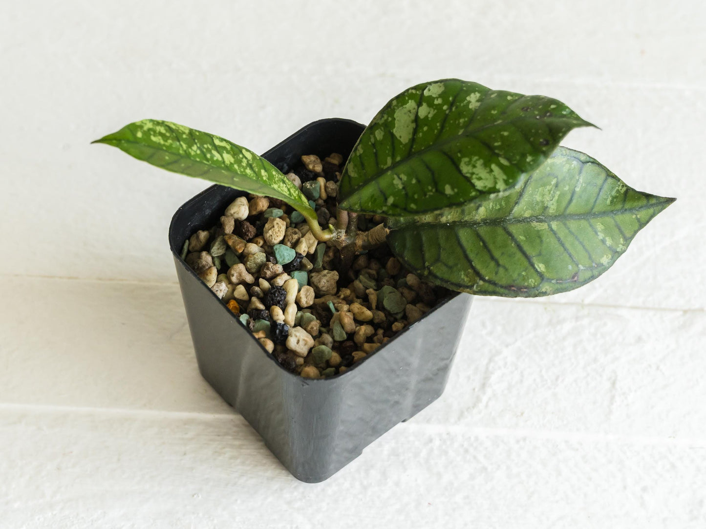 Hoya gunung gading (Splash) | 2-Inch