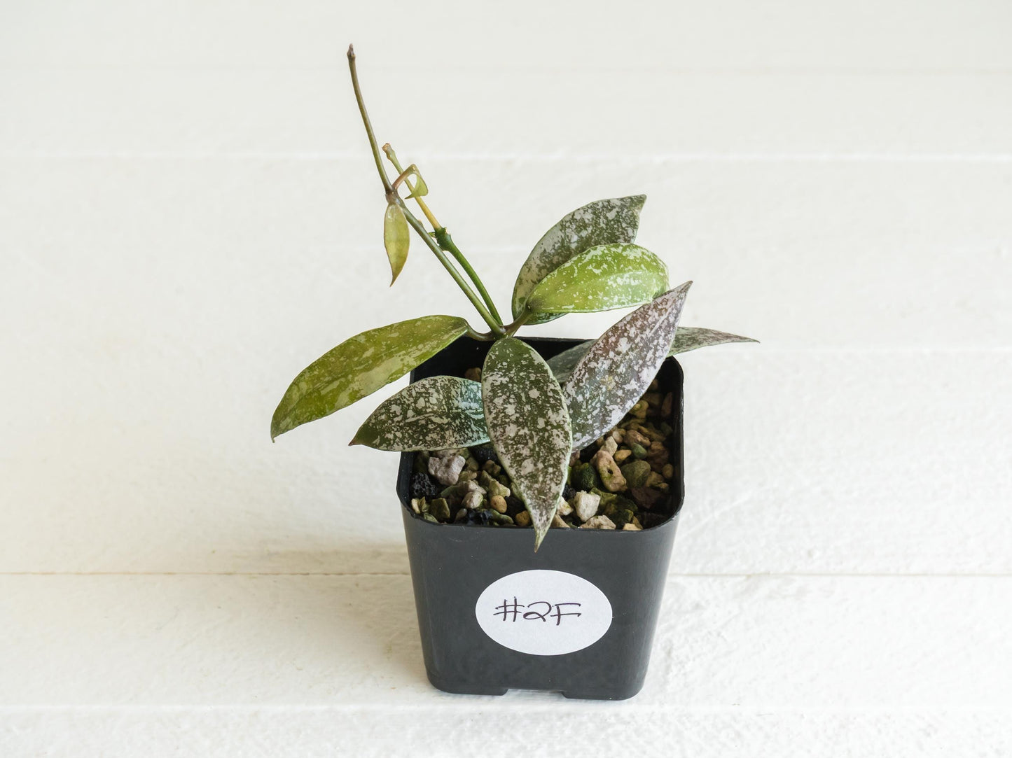 Hoya lacunosa 'Laos Full Splash' | 2-Inch