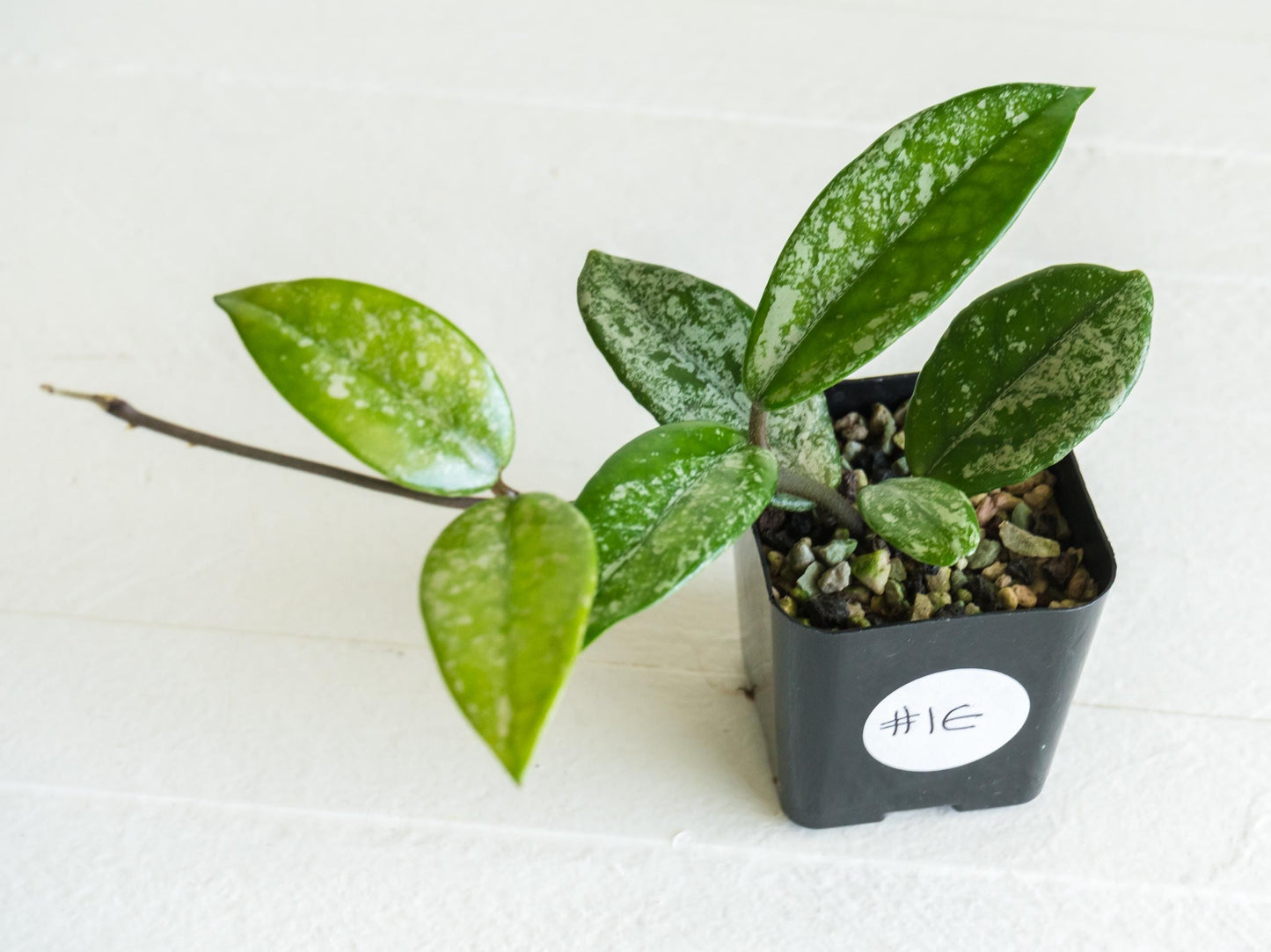 Hoya carnosa 'Wilbur Graves' (China) | 2-Inch