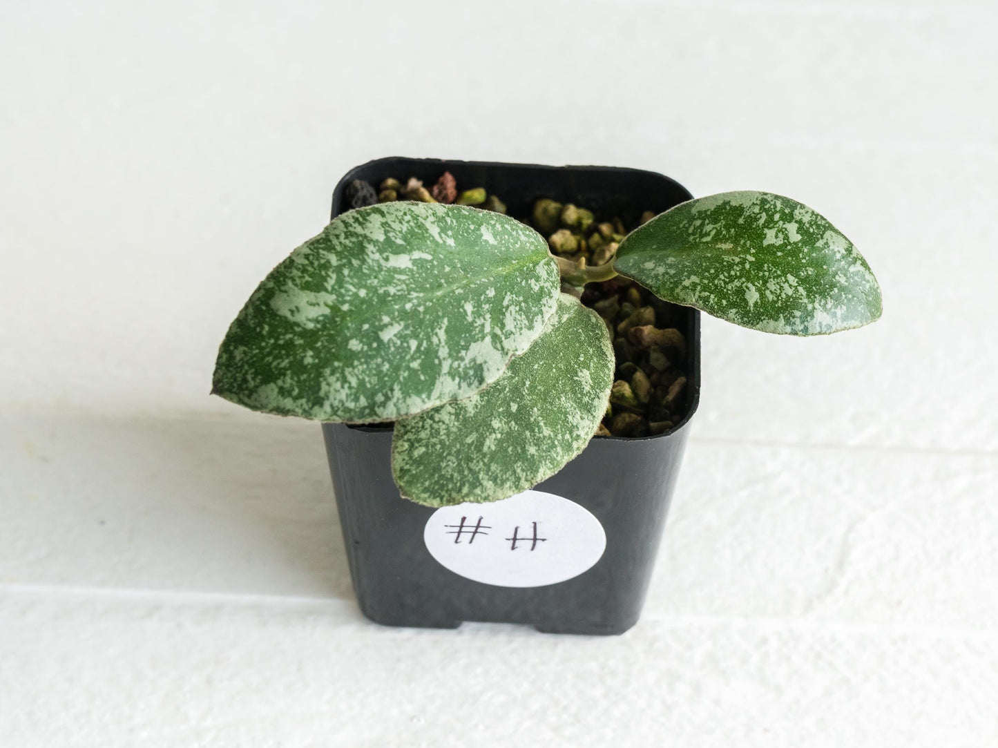 Hoya waymaniae 'Cloudy Sky' | 2-Inch