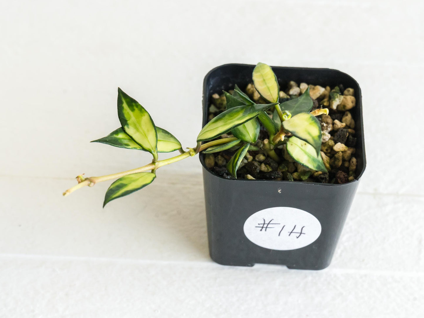 Hoya lacunosa (Inner Variegated) | 2-Inch