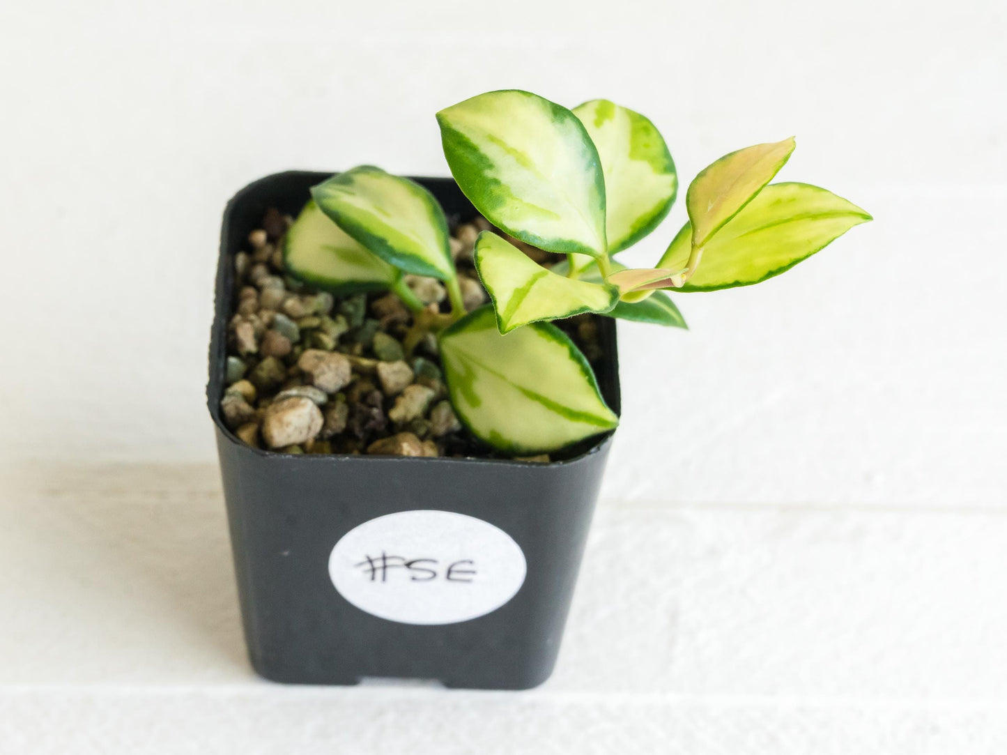 Hoya heuschkeliana (Inner Variegated)| 2-Inch