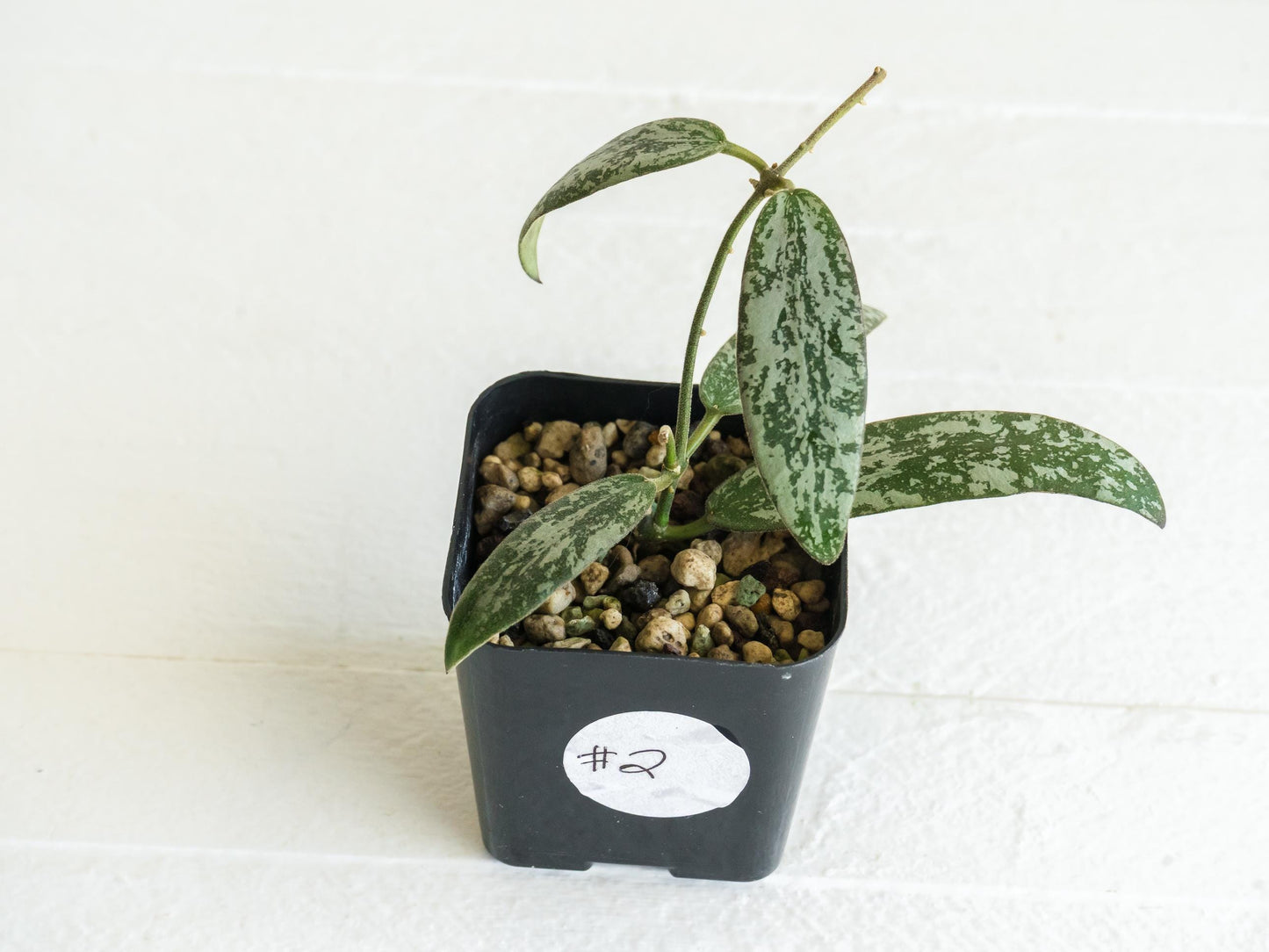 Hoya sigillatis 'Round Leaf' aka sigillatis (Silver) AH001 | 2-Inch