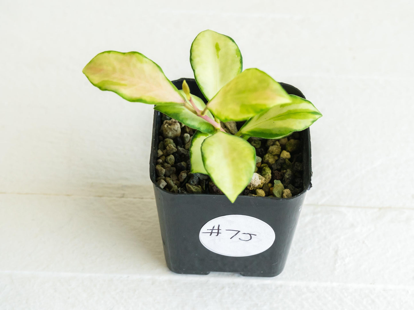 Hoya heuschkeliana (Inner Variegated)| 2-Inch