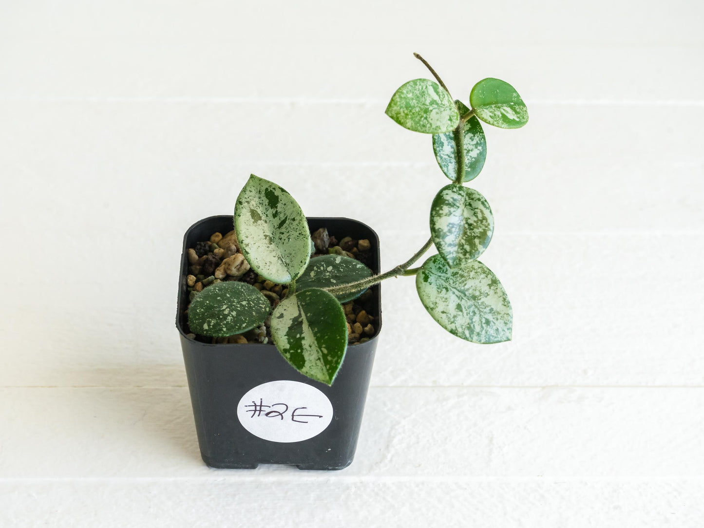 Hoya 'Mathilde' (Splash) | 2-Inch