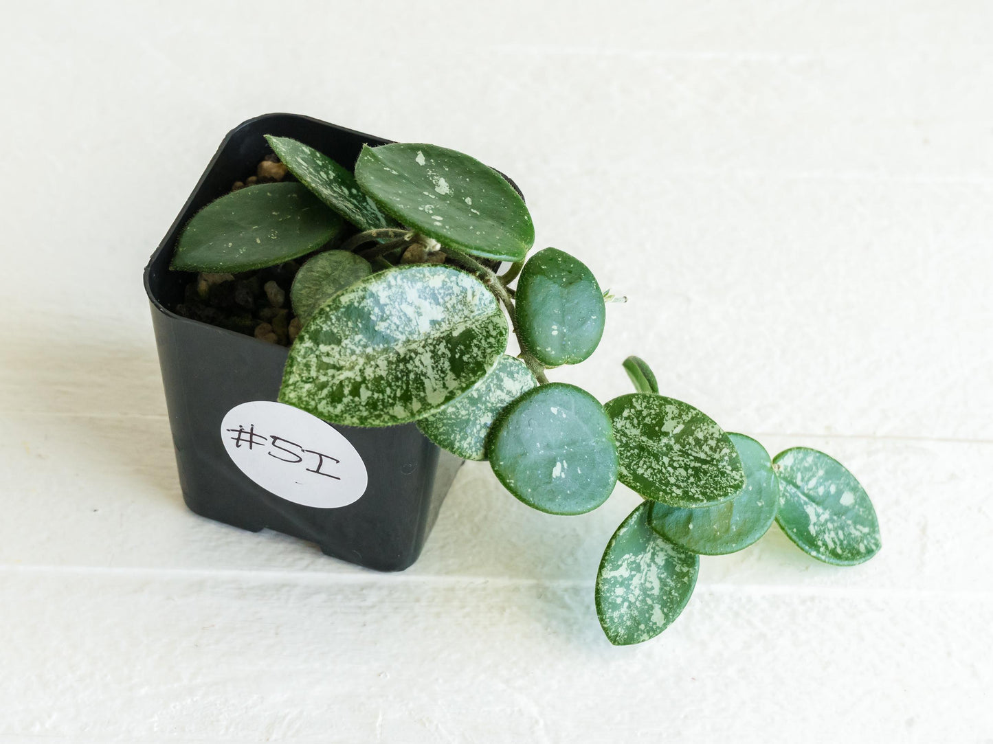 Hoya 'Mathilde' (Splash) | 2-Inch