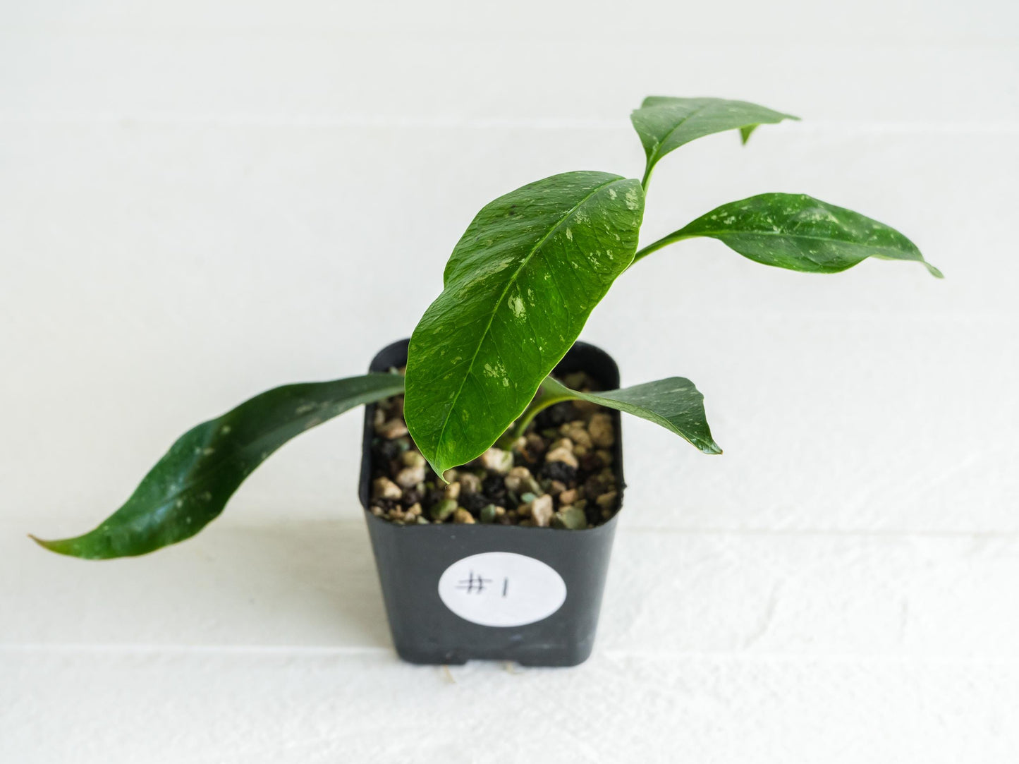 Hoya multiflora (Splash) | 2-Inch