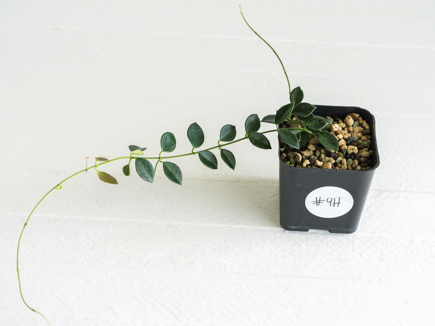 Hoya papua (PNG IM-08) | 2-Inch