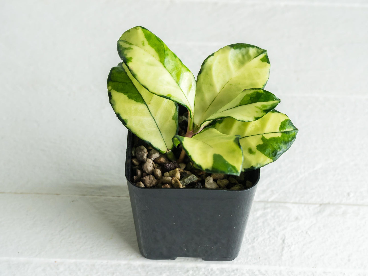 Hoya crassipetiolata (Inner Variegated) | 2-Inch