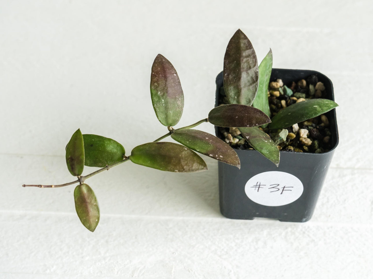 Hoya sigillatis 'Alas River' | 2-Inch