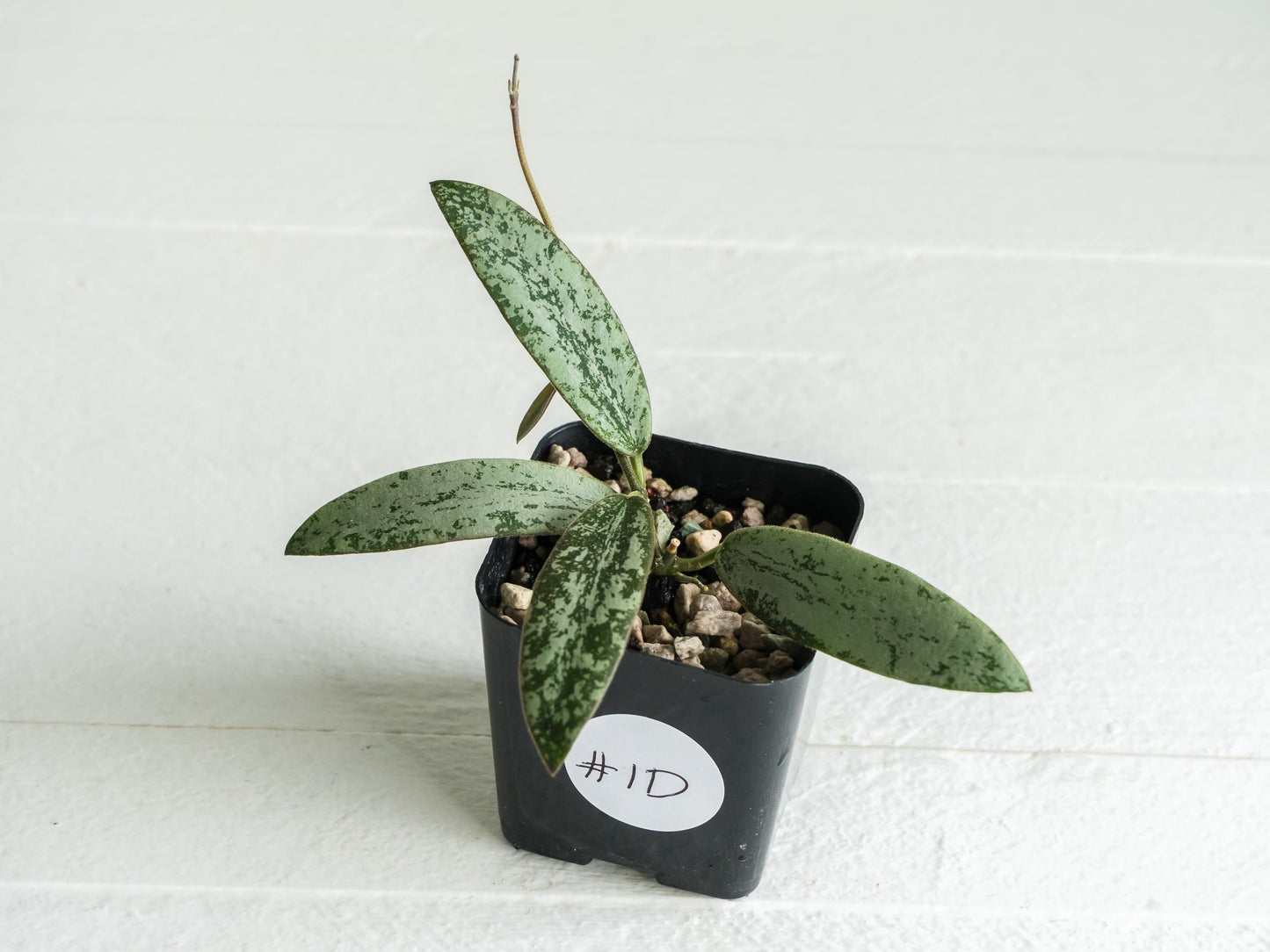 Hoya sigillatis 'Round Leaf' aka sigillatis (Silver) AH001 | 2-Inch