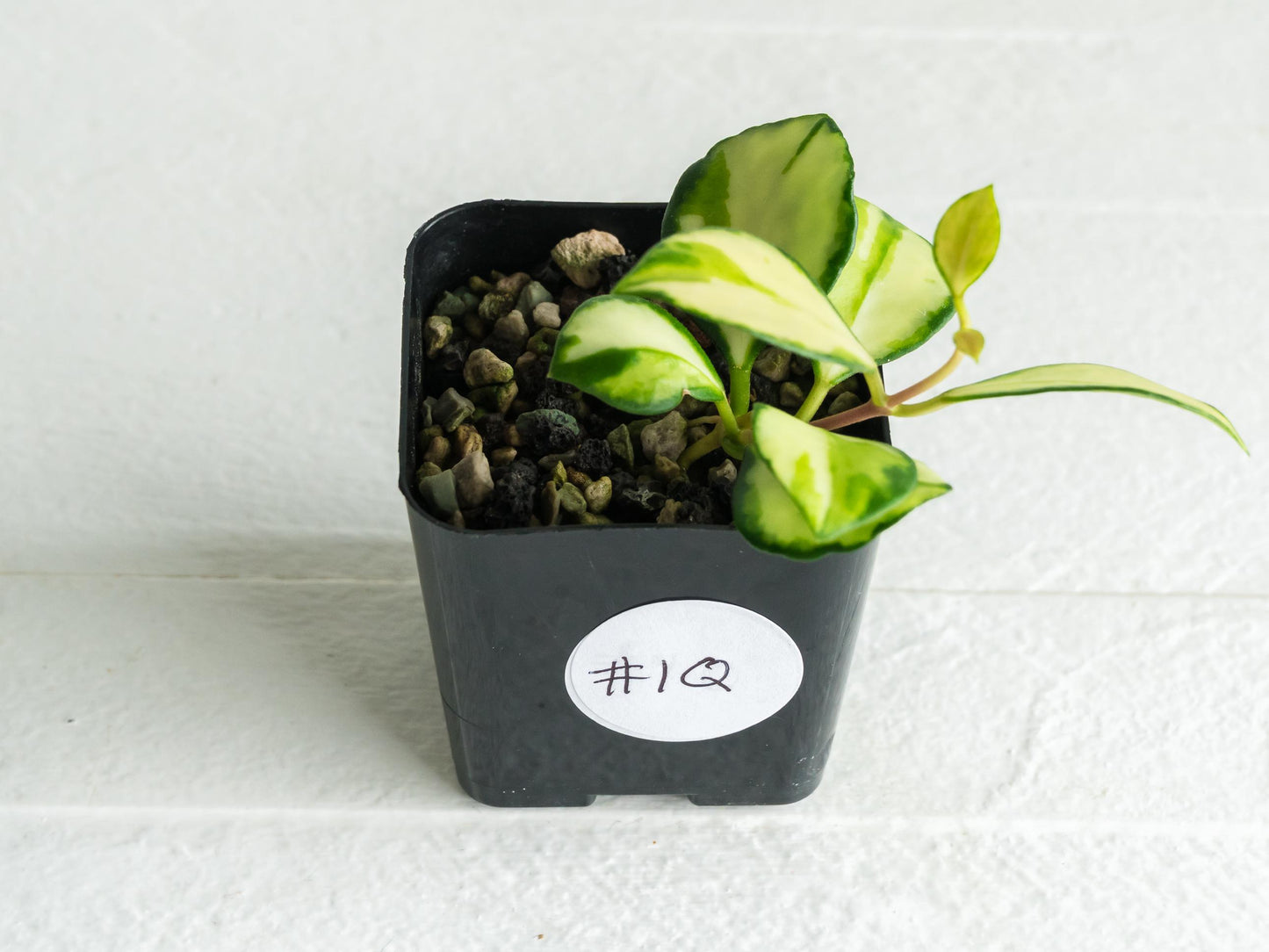 Hoya heuschkeliana (Inner Variegated)| 2-Inch