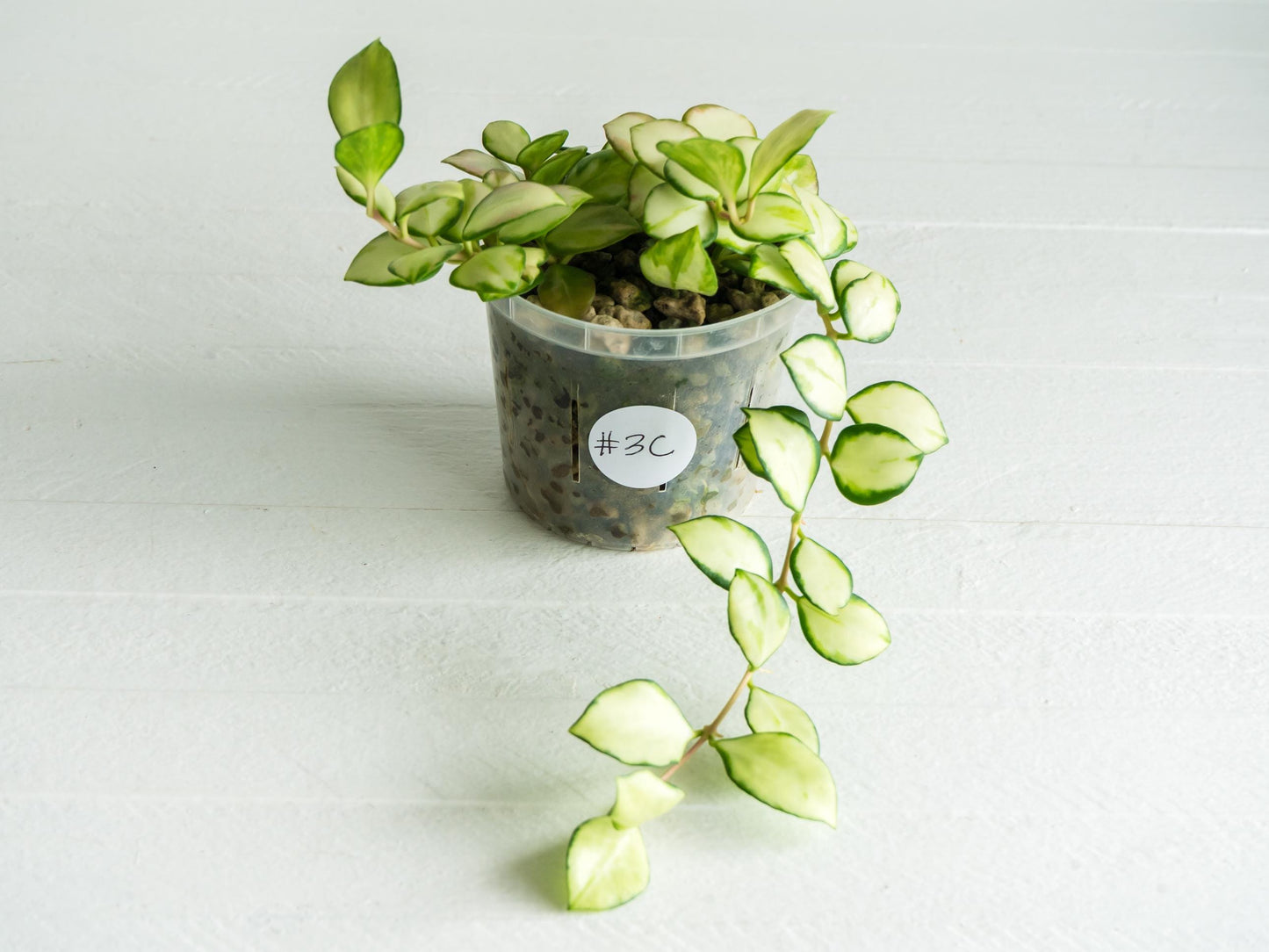 Hoya heuschkeliana (Inner Variegated) | 3-Inch