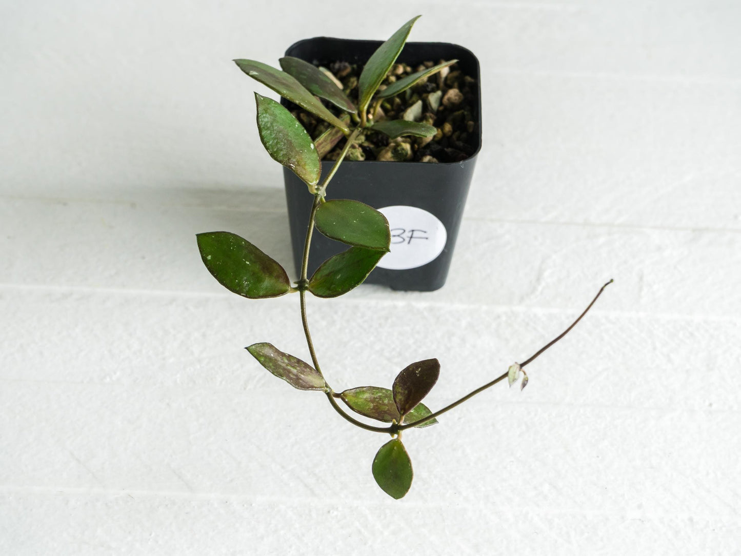 Hoya borneo (Small Leaf) | 2-Inch