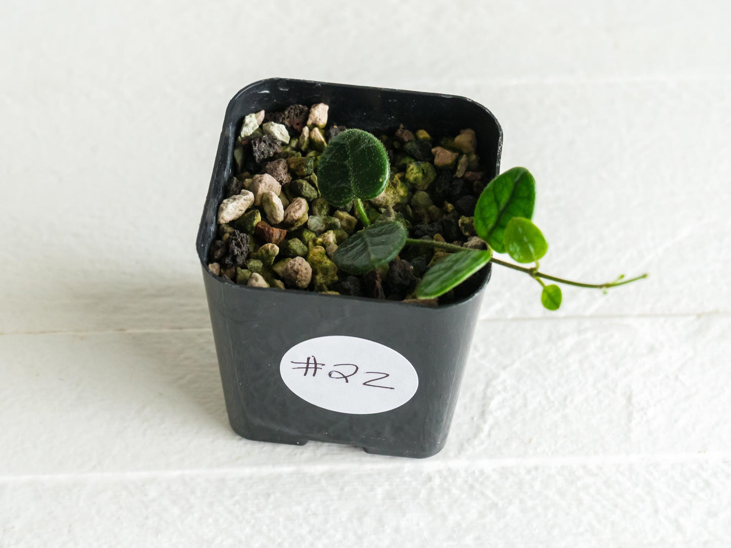 Hoya tengchongensis | 2-Inch
