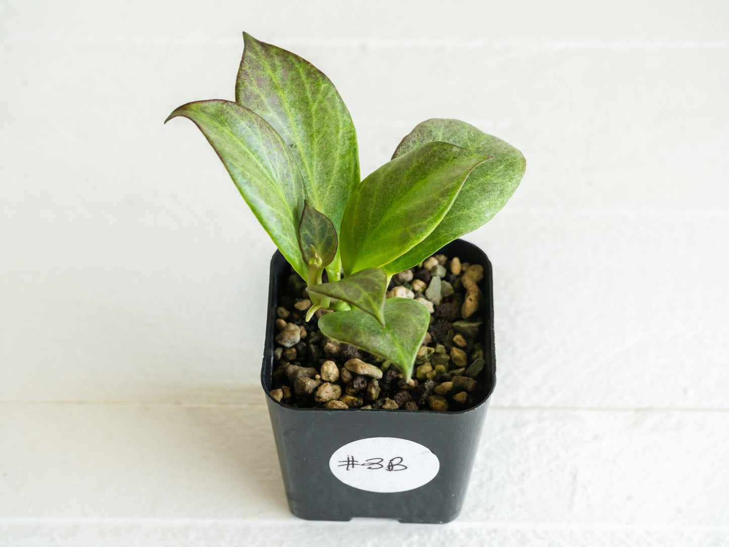 Hoya obscura (Silver) | 2-Inch
