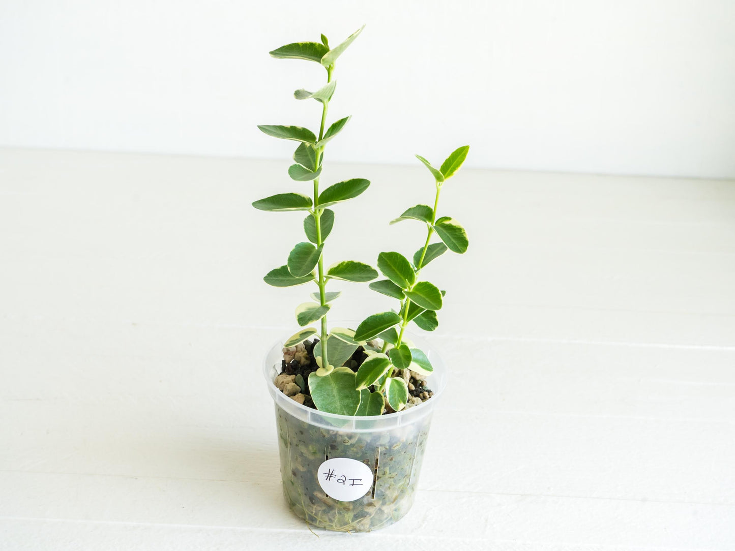 Hoya cumingiana (Albo | Outer Variegated) | 3-Inch