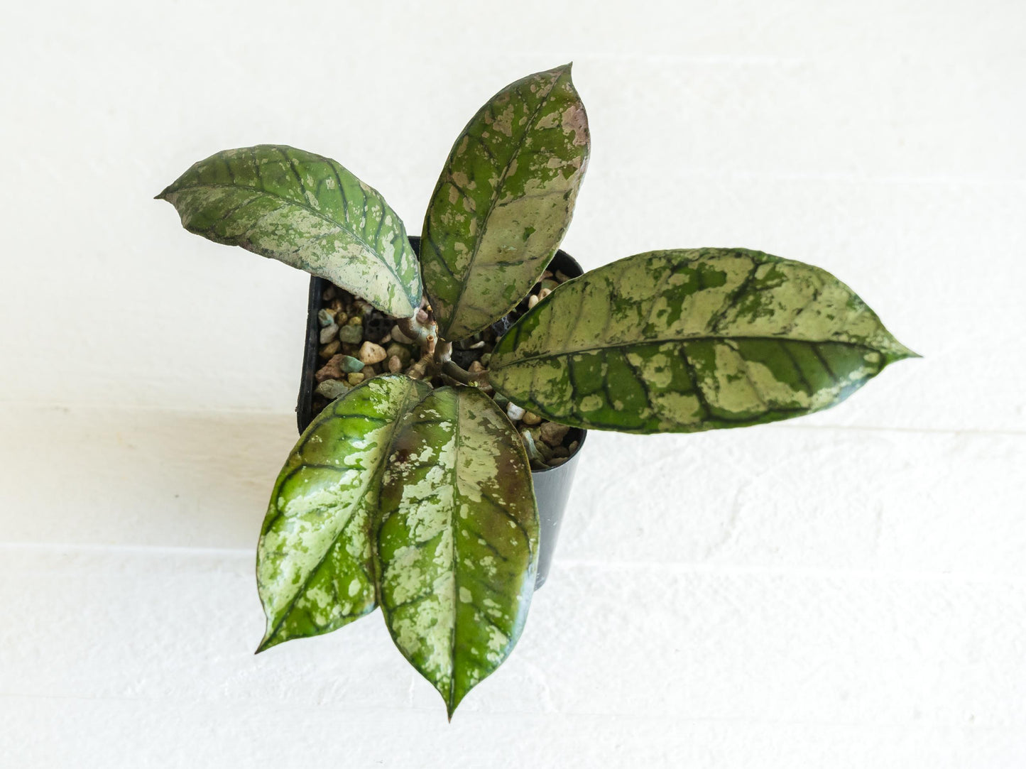 Hoya gunung gading 'Ghost' (Silver) | 2-Inch