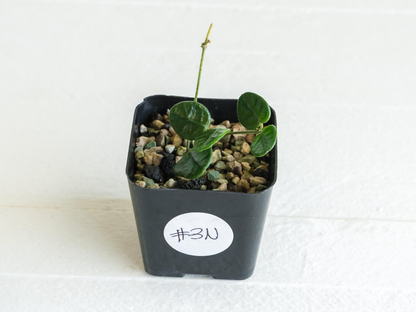 Hoya tengchongensis | 2-Inch