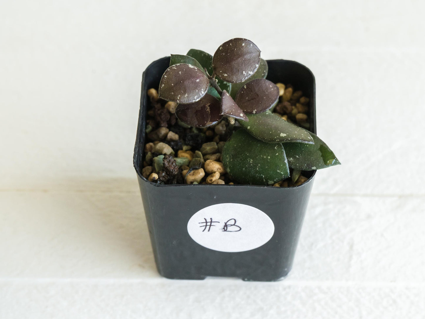 Hoya peltata | 2-Inch