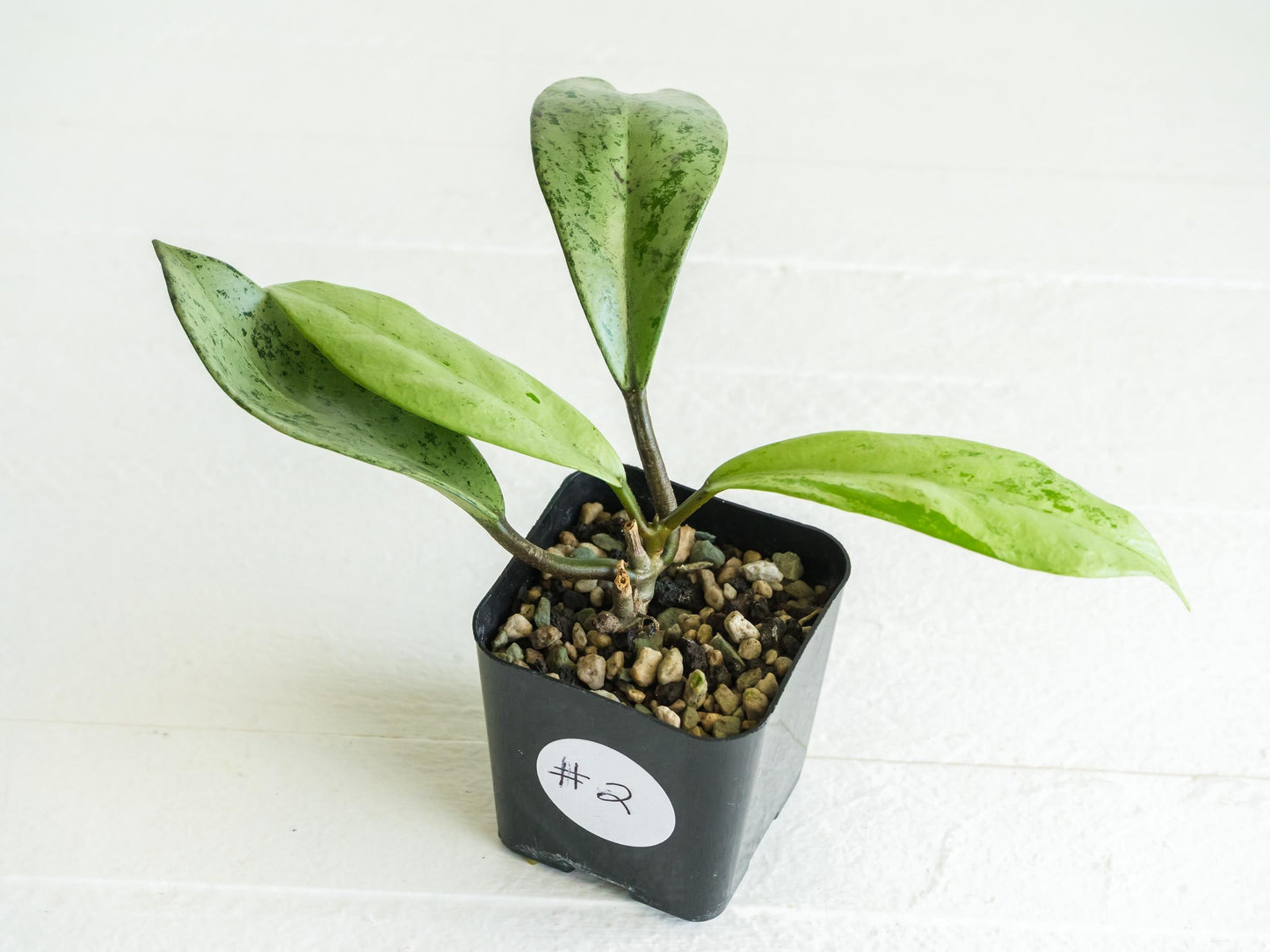 Hoya pubicalyx 'Pink Silver Ghost' | 2-Inch
