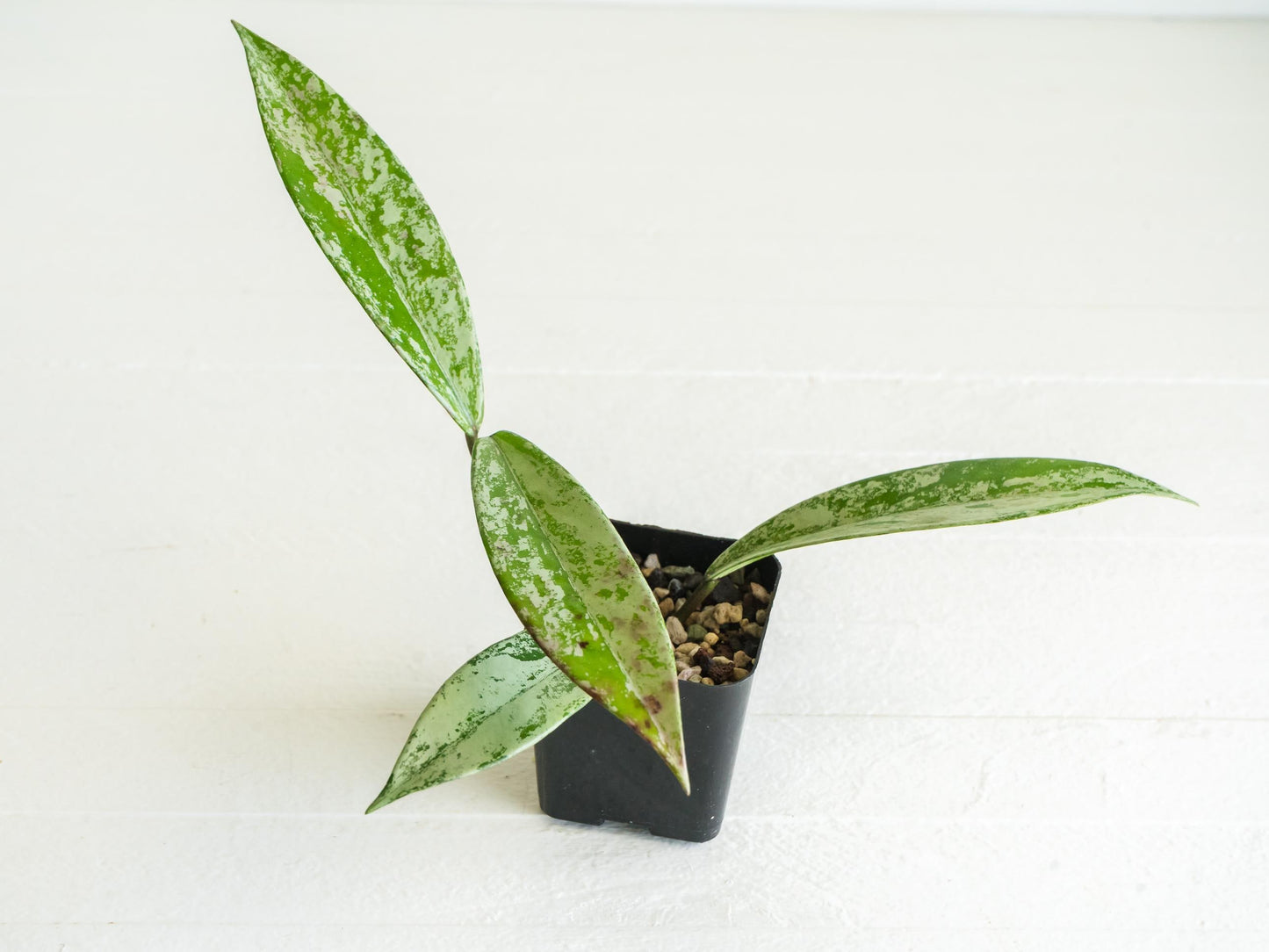 Hoya pubicalyx (Splash) | 2-Inch