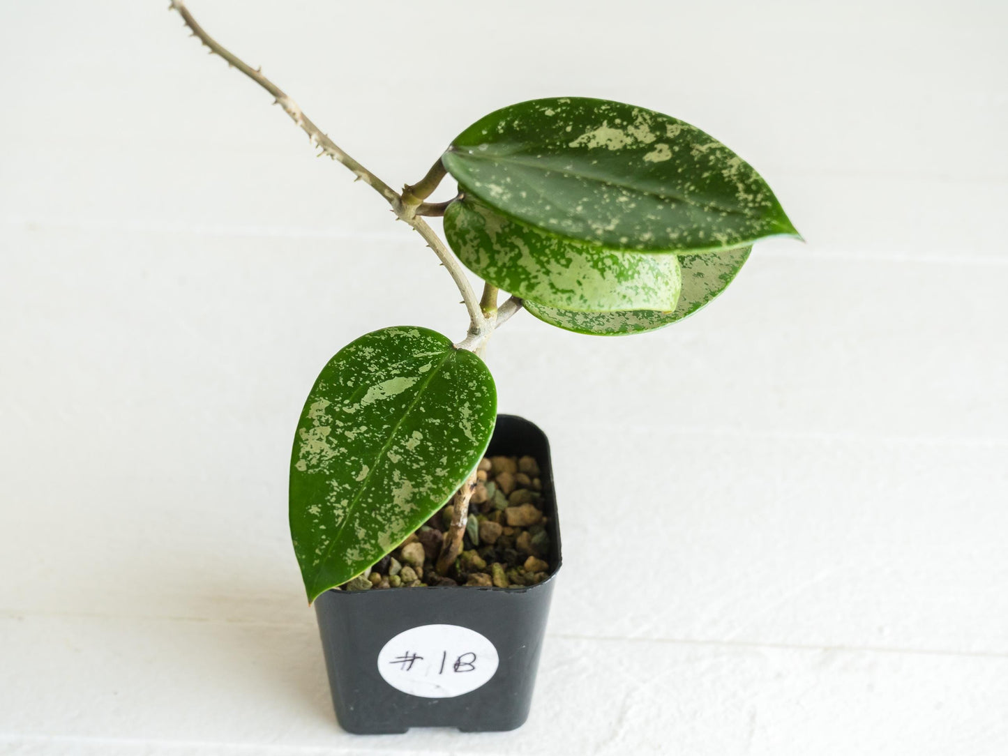 Hoya verticillata (EPC-997) | 2-Inch